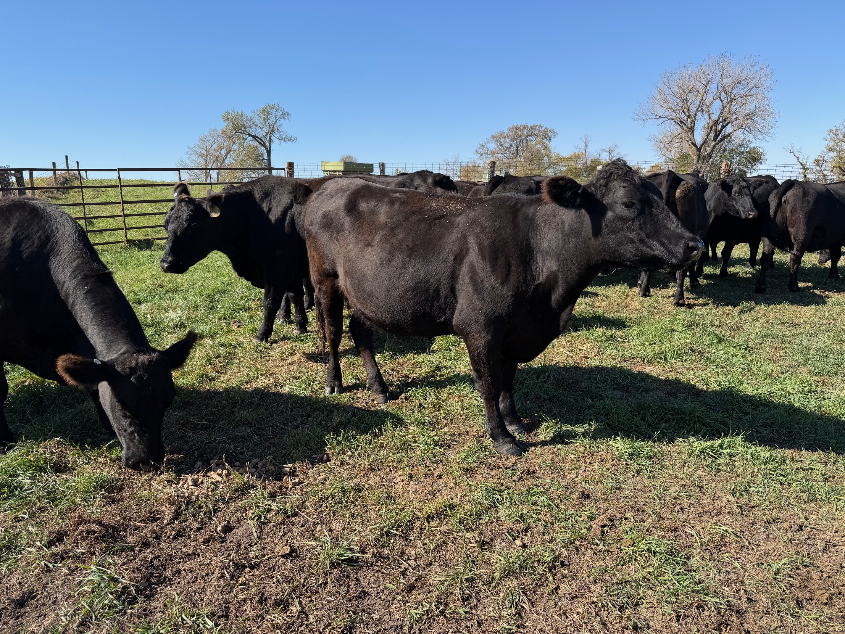 3 and 1 package! 500 lb calves at side! Ready to ship!- CP1013A5